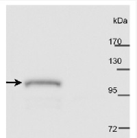 PHOT2 | Phototropin-2 in the group Antibodies Plant/Algal / Plant Developmental Biology / Photomorphogenesis at Agrisera AB (Antibodies for research) (AS10 721)